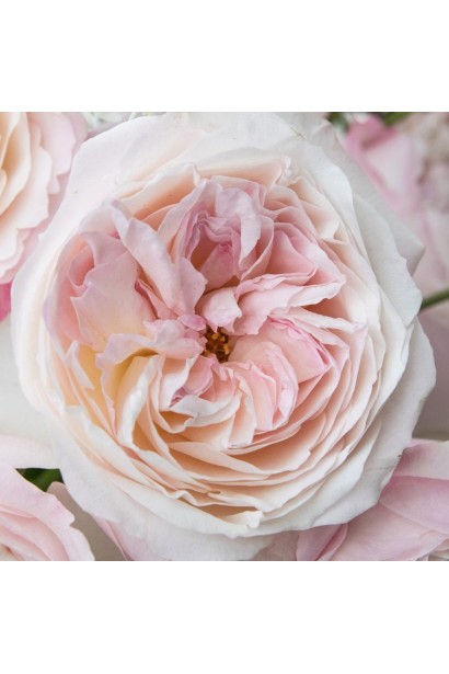 Троянда Девіда Остіна Кейра